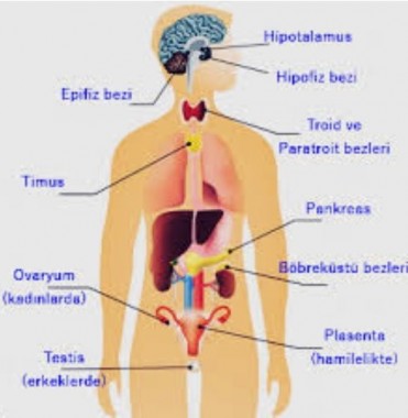 Hormonlar ve metabolizmanın kilo yönetimi ile ilişkisi